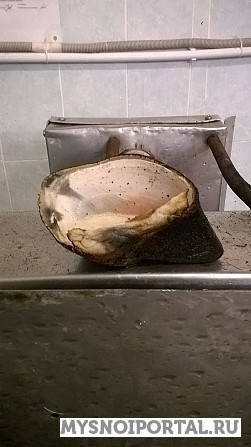 Куплю рог,коготь копытный КРС и свинной. Челябинск - изображение 1