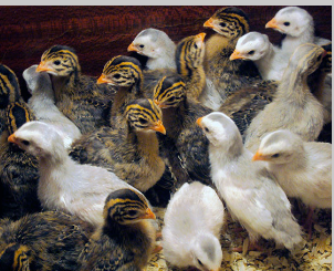 Продаем цесарок Курган - изображение 1