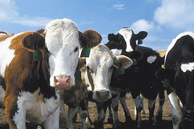 Продаем КРС Вяземский - изображение 1