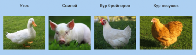 Утки живок Миллерово - изображение 1