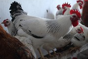 Куры-несушки Кинель