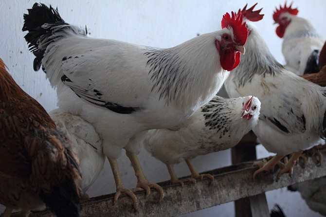 Куры-несушки Кинель - изображение 1