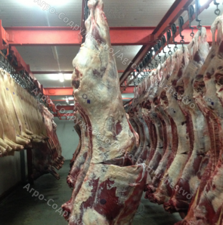 Говядина полушами Москва - изображение 1