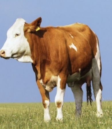 Лопаточная часть Халяль Москва - изображение 1