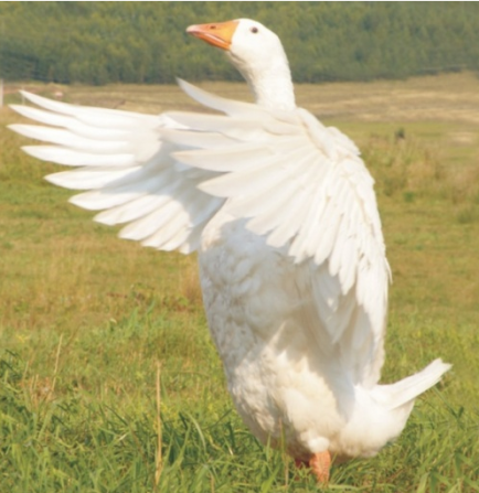 Продаем яйцо инкабуционное гусей Языково - изображение 1