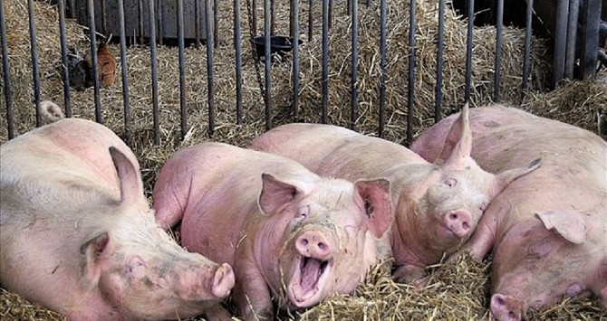 Свиньи Живок Смоленск - изображение 1