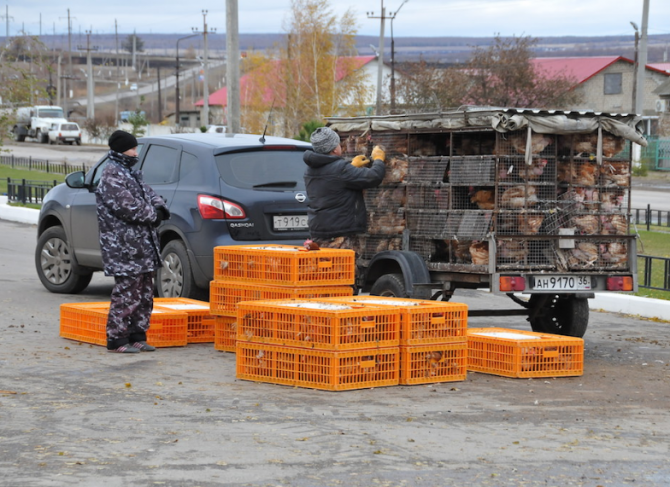 Курица-несушка оптом Татищево - изображение 1