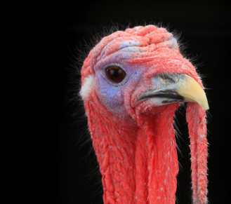 Бедро Индейки Реутов - изображение 1