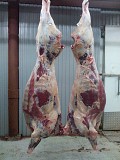 Говядина молодняк 235 руб. п/т заморозка Ижевск