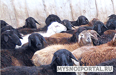 Бараны живок Астрахань - изображение 1