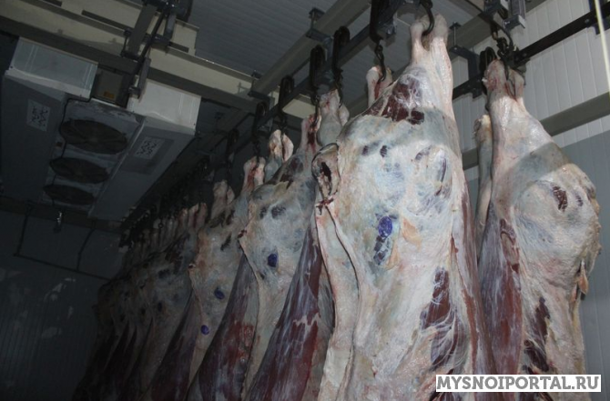 ГОВЯЖЬИ ПОЛУТУШИ Курск - изображение 1