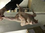 Кура несушка 60₽/кг 2 сорт глубокая заморозка Санкт-Петербург