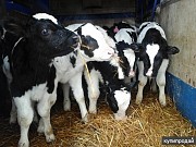 Куплю: крупный рогатый скот живым весом Любань