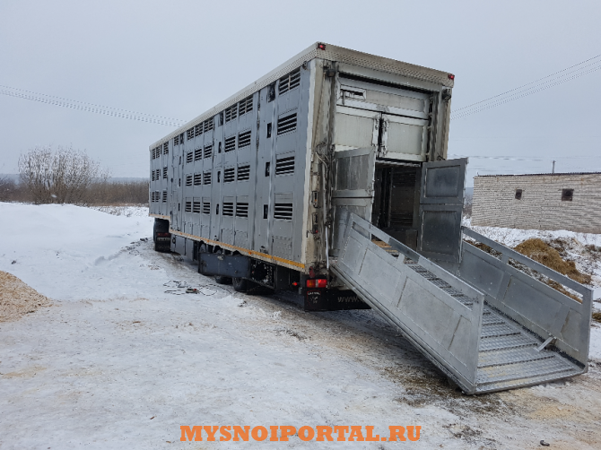 Куплю: крупный рогатый скот живым весом Любань - изображение 1