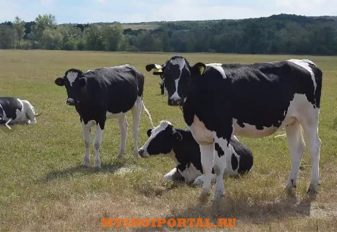 Куплю: телок случного возраста Ижевск - изображение 1