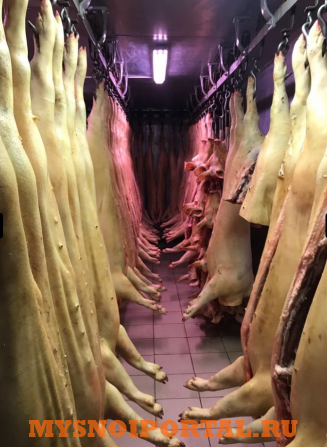 Предлагаем: свинину опаленную в полу тушах оптом Тула - изображение 1