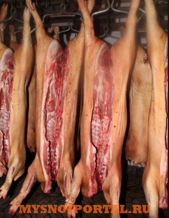 Куплю: Свинину туши Санкт-Петербург - изображение 1