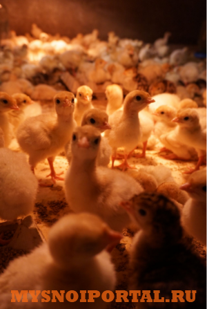 Предлагаем: Молодняк индейки (индюшат) Ульяновск - изображение 1