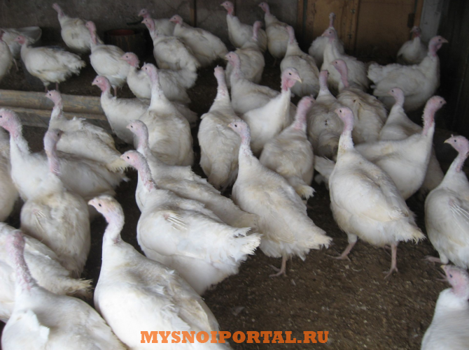 Предлагаем: Живую птицу на доращивание и убой Ульяновск - изображение 1