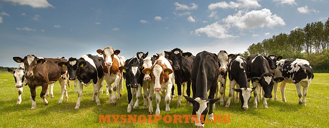 Куплю Коровы, на убой в Москве Москва - изображение 1