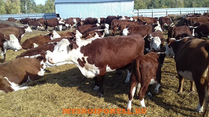 закупаем крс коров быков телок Казань - изображение 1