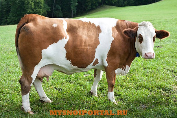 Закупаем крупный рогатый скот в брянской и соседних областях Стародуб - изображение 1