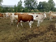 Нетели Симментальской породы доставка из г.Тюмень