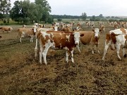 Нетели Симментальской породы доставка из г.Тюмень