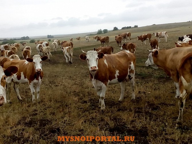 Нетели Симментальской породы Тюмень - изображение 1