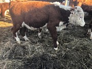 Бычки телята Герефорд на откорм доставка из г.Бреды