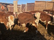 Бычки телята Герефорд на откорм доставка из г.Бреды