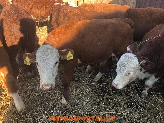 Бычки телята Герефорд на откорм Бреды - изображение 1