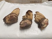 Продаю Уши говяжьи зам от 100 кг  в Ижевске  доставка из г.Ижевск