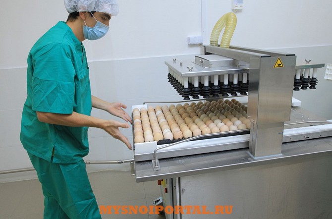 Инкубационное яйцо Хасавюрт - изображение 1