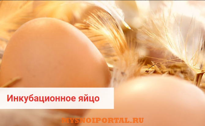 Предлагаем: инкубационное яйцо кур несушек породы Dominant Менделеевск - изображение 1