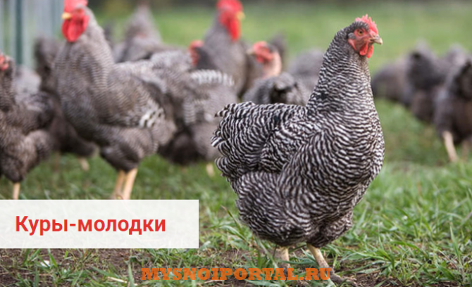 Предлагаем: Кур молодок породы Dominant Менделеевск - изображение 1