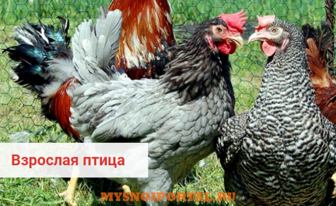 Предлагаем: Кур несушек породы Dominant Менделеевск - изображение 1