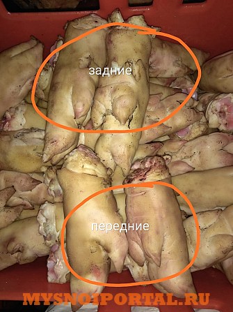 Ноги свиные микс опалка+шпарчан Ижевск - изображение 1