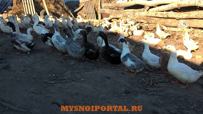 Утки Гуси Петухи Москва - изображение 1