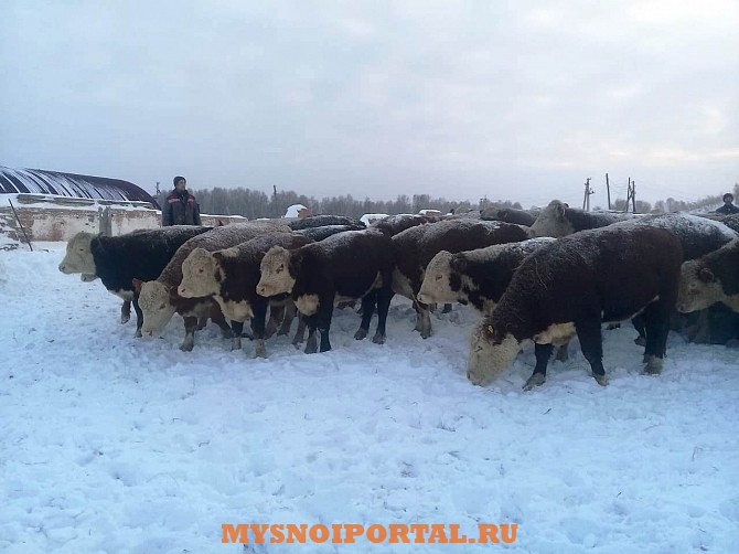 Крс живой вес герифорд Томск - изображение 1