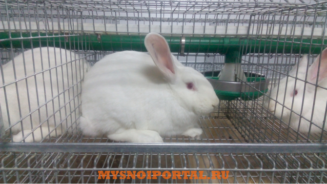 Предлагаем: Племенное Поголовье Кроликов Гагарин - изображение 1