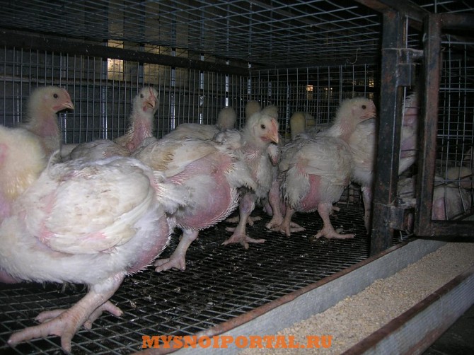 ЦБ (цыплят бройлеров) с Живым весом Москва - изображение 1