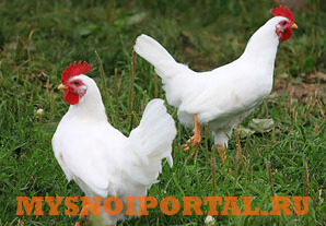 Предлагаем: кур несушек Белый леггорн Брянск - изображение 1