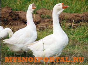 Предлагаем: гусей Линдовской породы Брянск - изображение 1