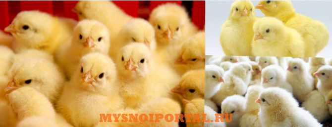 Предлагаем: цыплят Бройлеров Кобб-500 Брянск - изображение 1