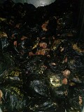 Предлагаем бараньи субпродукты оптом Москва