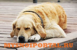 Усыпление животных на дому в Спб Санкт-Петербург - изображение 1