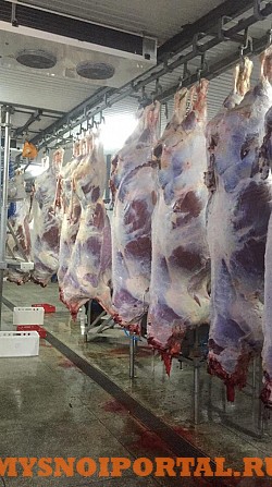 Говядина (бык) полутуша оптом Минск - изображение 1