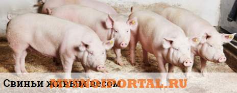 Предлагаем: свинину в живом весе Тула - изображение 1