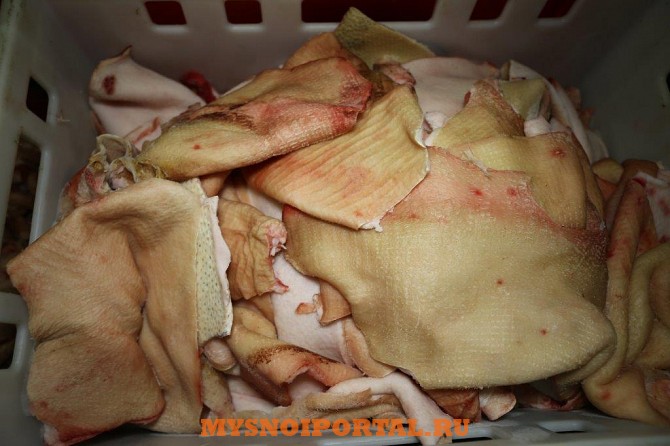 Куплю: шкуру свиную мех обработки Санкт-Петербург - изображение 1